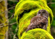英雄联盟总决赛赛程-沙漠风暴席卷多哈，沙特钢铁防线碾压匈牙利，维尼修斯独舞点亮2026世界杯八分之一决赛