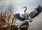 英雄联盟总决赛直播-从连败到逆袭，利拉德如何用最后一秒改写活塞与太阳的命运