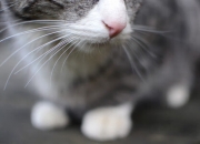 英雄联盟总决赛直播-当广厦筑起南墙，锡安化身末节之豹