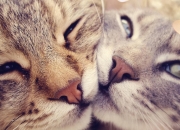 英雄联盟总决赛门票-战术熔炉中的唯一解法，詹姆斯导演费城炮火，破解山西队的钢铁防线