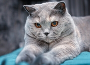 英雄联盟总决赛2025-冰与火之歌，挪威式绞杀下，巴斯托尼的熔岩破冰