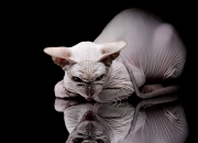 英雄联盟总决赛-南美神话破晓时，2026世界杯焦点战，秘鲁逆转乌拉圭