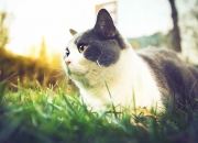 LOL赛事-绸缎对钢铁，当浙江队鏖战雄鹿，班凯罗写下大场面新篇