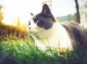 LOL赛事-绸缎对钢铁，当浙江队鏖战雄鹿，班凯罗写下大场面新篇