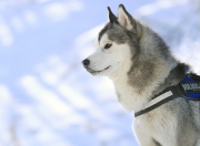 英雄联盟总决赛直播-草蜢视角与间之艺术，巴雷拉如何以日本武道哲学解码皇家社会的节奏密码