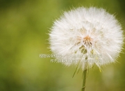 英雄联盟总决赛门票-双星闪耀决战夜，灰熊破局晋级，杜兰特死神镰刀收割胜利