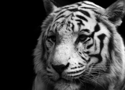 英雄联盟总决赛赛程-一场6-0的碾压，北京队在世界排名焦点战中提前终结悬念，为开拓者推开新世界大门