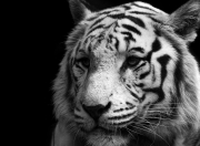 英雄联盟总决赛赛程-一场6-0的碾压，北京队在世界排名焦点战中提前终结悬念，为开拓者推开新世界大门