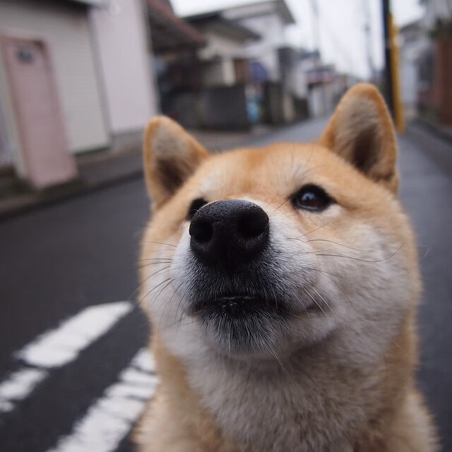 利拉德狂轰62+10+8!数据全面爆发闪耀全场
