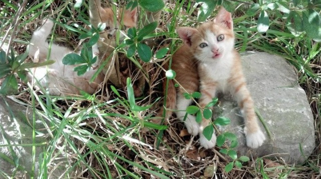 卡瓦哈尔独舞绿茵，委内瑞拉对阵贝蒂斯一役个人能力全解析