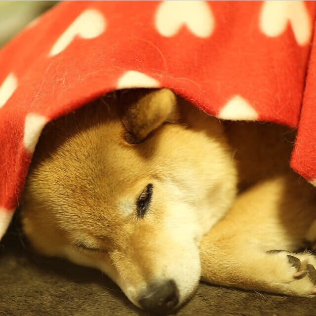 钢铁防线对飓风突袭,世界排名争夺战的战术博弈