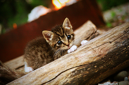 巴黎,突尼斯今夜不谈足球,一场跨越地中海的文明对话