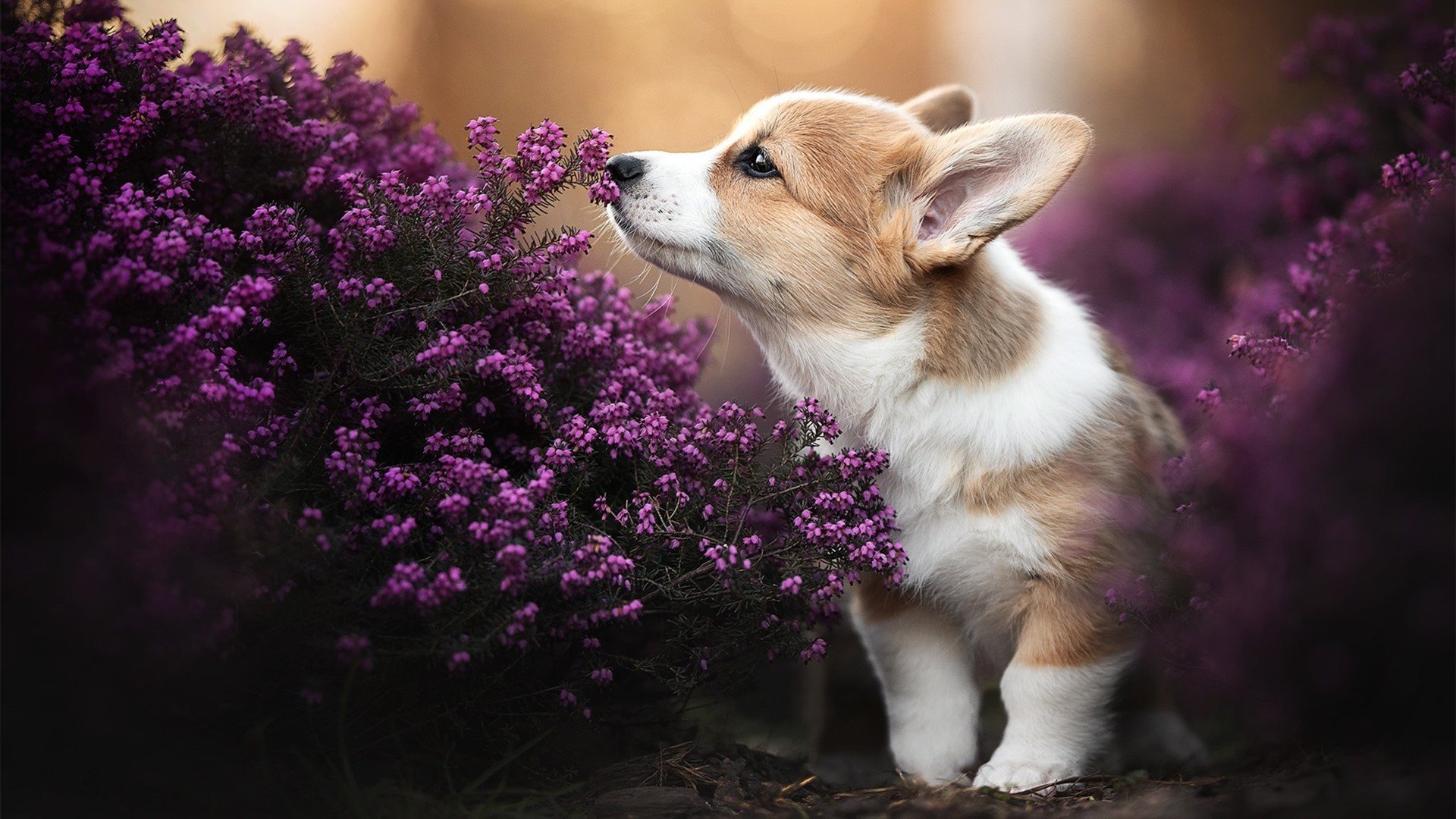 繁星与孤月，勇士的团队风暴中，字母哥的悲壮叙事