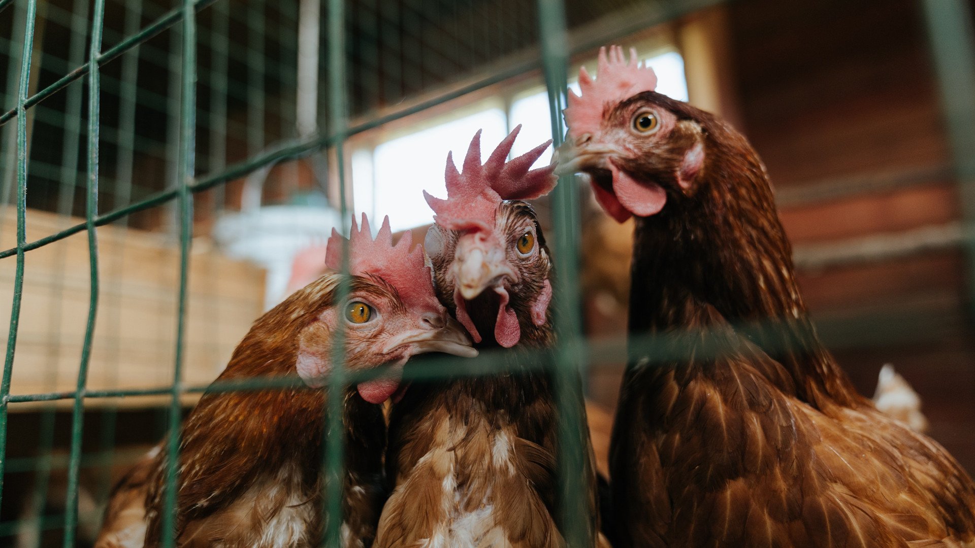 克拉克森式爆发!新疆外援乔治独砍40分,辽宁末节失守