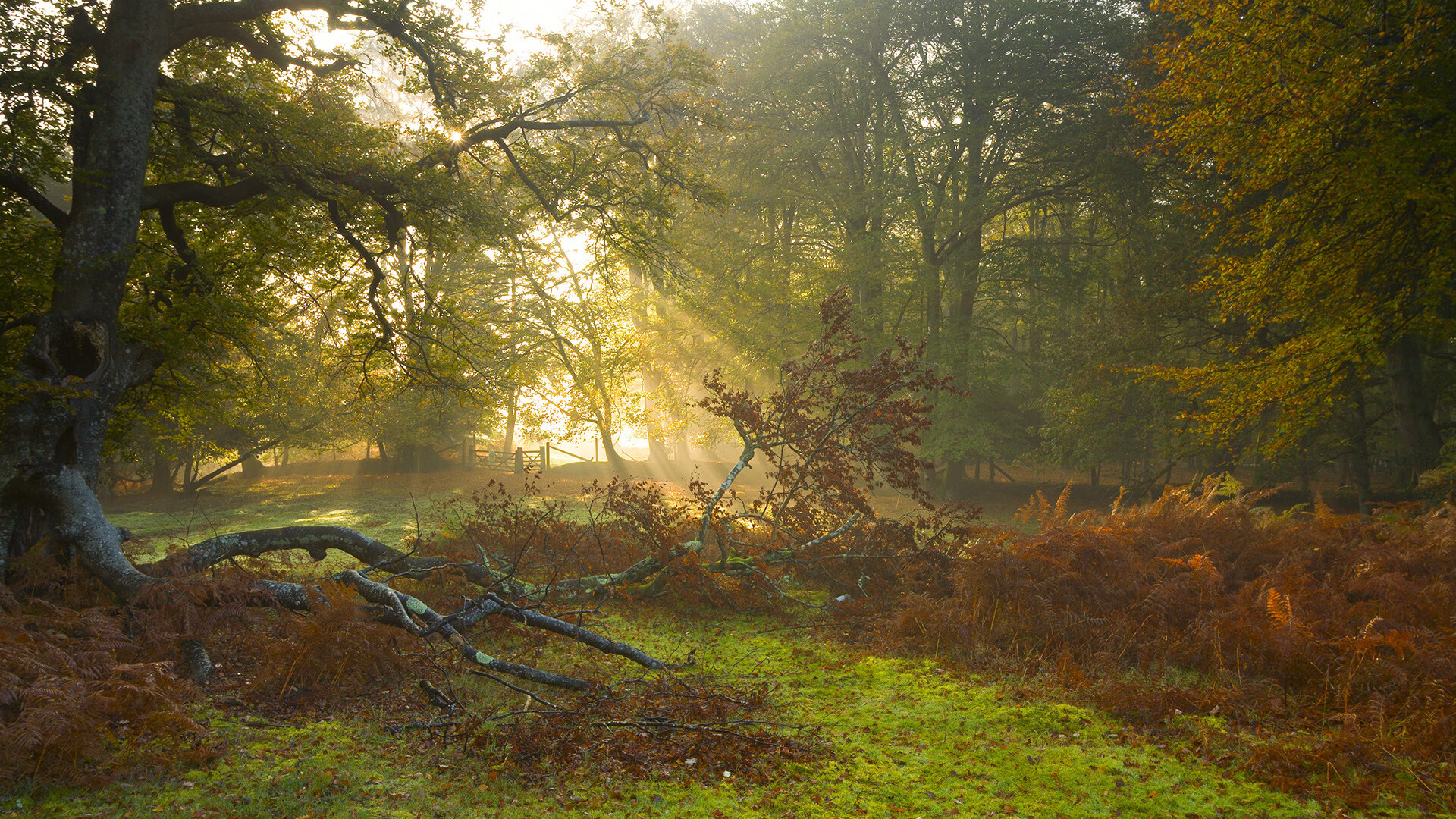 当剧本被撕碎，活塞逆转国王，东契奇独挑大梁却成孤胆英雄
