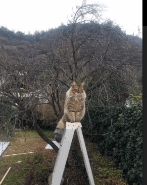 欧冠淘汰赛之夜，巴雷拉以冠军烙印定义历史