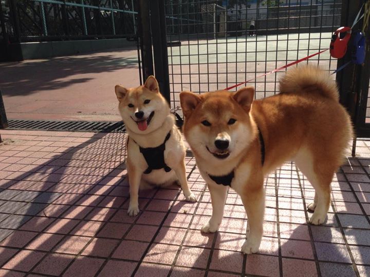 一场6-0的碾压，北京队在世界排名焦点战中提前终结悬念，为开拓者推开新世界大门